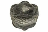 Wide, Enrolled Austerops Trilobite - Morocco #224041-3